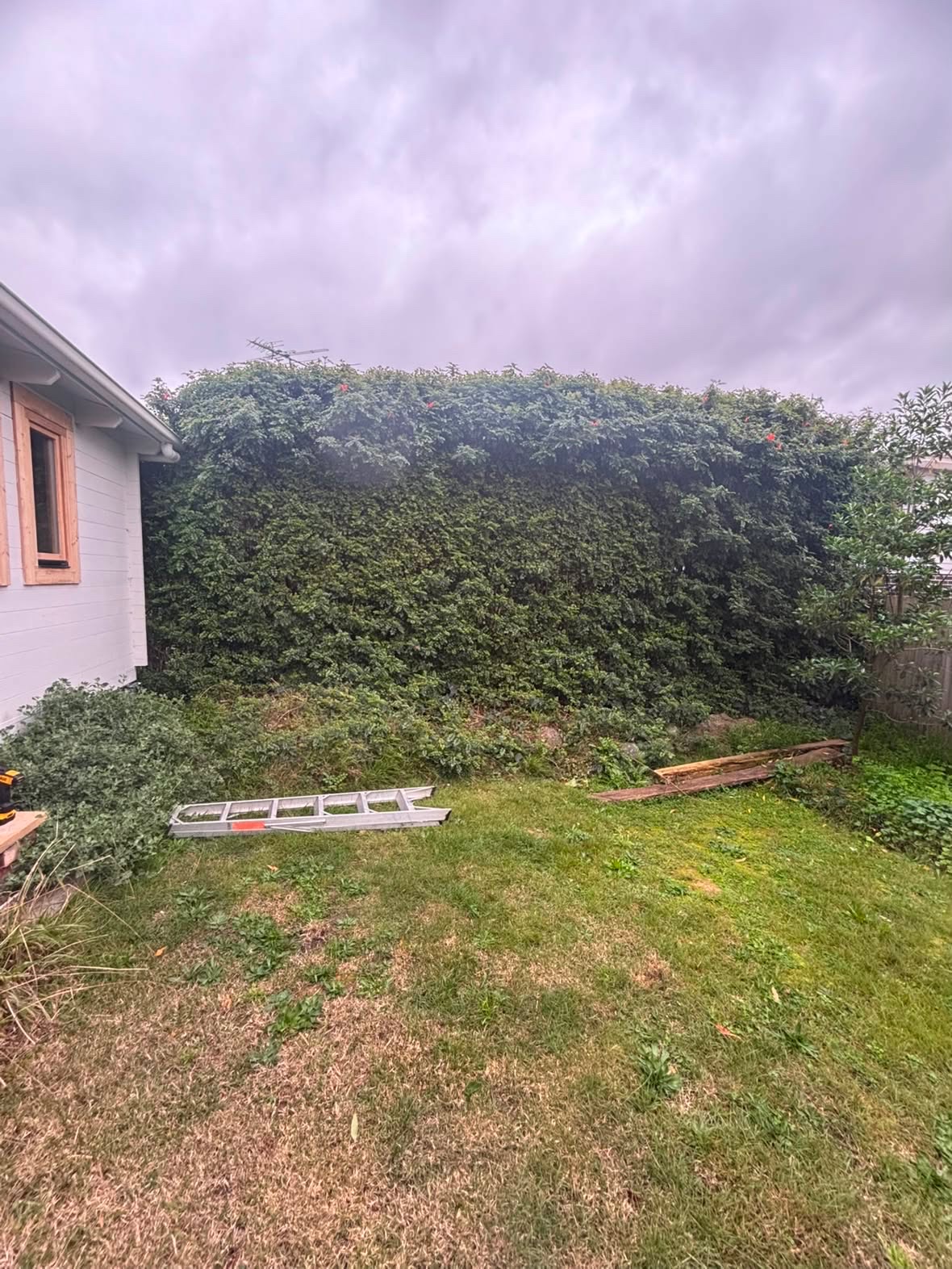 Hedge before pruning