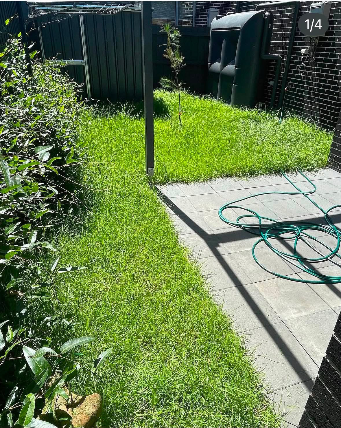 Lawn before maintenance